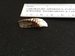 Lamarcka ventricosa