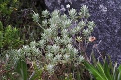 Olearia moschata