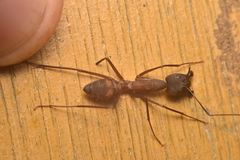 Camponotus amoris