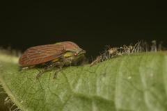 Aetalionidae