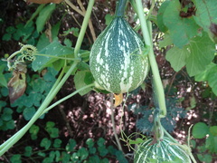 Cucurbita argyrosperma