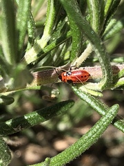 Lygaeus kalmii