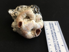 Vermetoidea