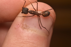Camponotus amoris