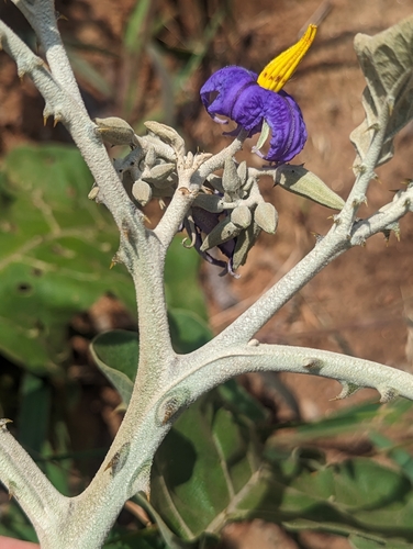 Lobeira (Solanum lycocarpum)
