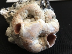 Vermetoidea