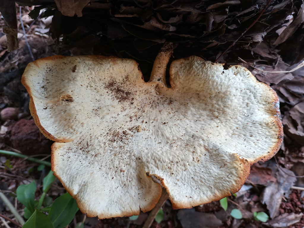 Favolus brasiliensis · September 2021 · photo: © ronyristow (iNaturalist, cc-by)