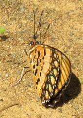 Byblia