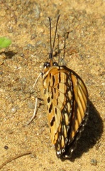 Byblia