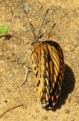 Byblia