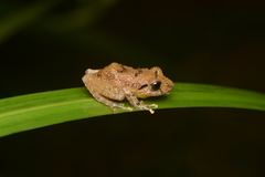 Pristimantis paisa