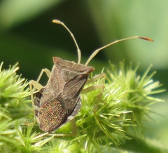 Cletomorpha