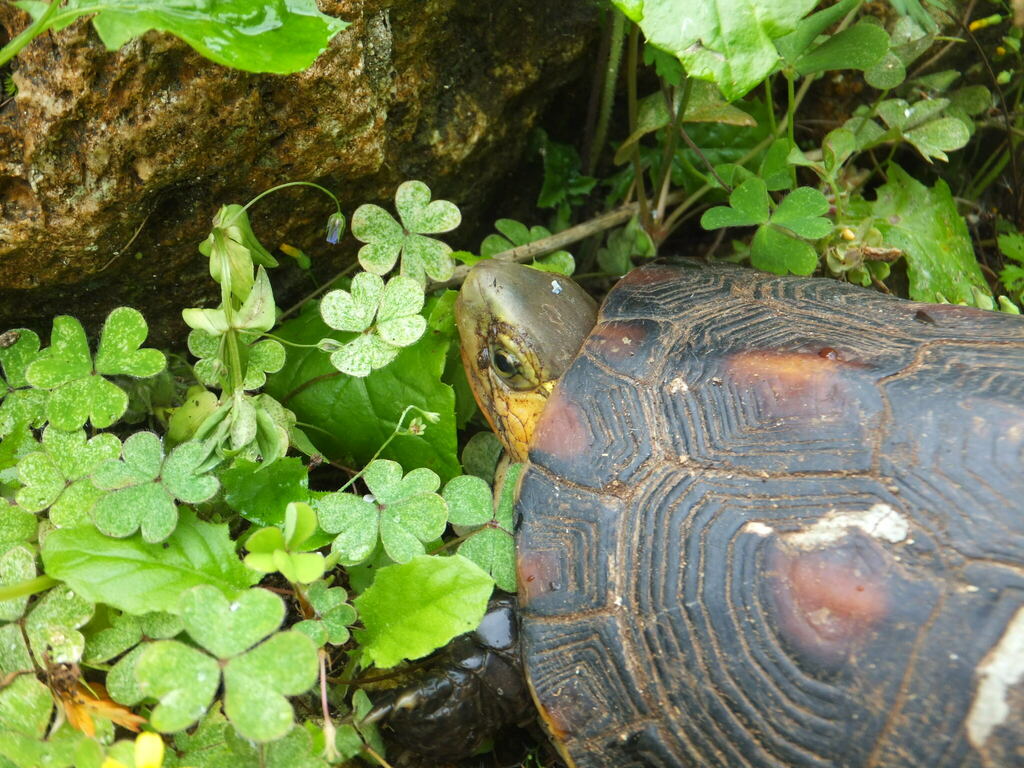 Ryukyu Yellow-margined Box Turtle in March 2013 by hakkahamushi ...