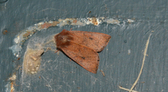Orthosia transparens
