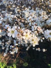 Prunus spinosa