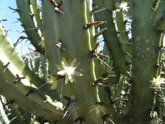 Blue Myrtle Cactus (Myrtillocactus geometrizans)