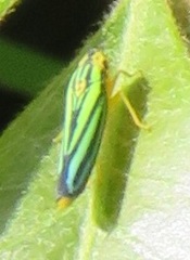 Poecilocarda cosmopolita