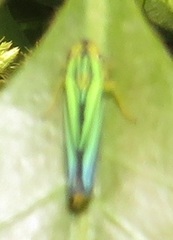 Poecilocarda cosmopolita