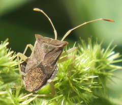 Cletomorpha