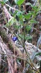 Saldinia myrtilloides