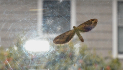 Eupithecia subapicata