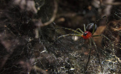 Aglaoctenus castaneus