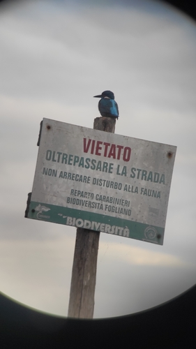 Martin pescatore comune