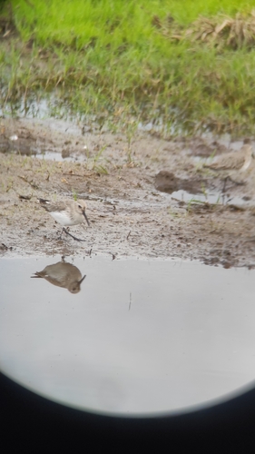 Dunlin