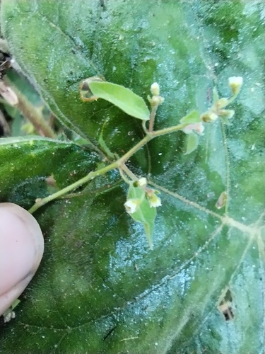 Euphorbia guatemalensis