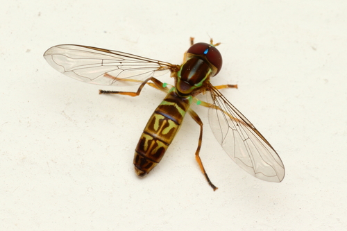 Toxomerus procrastinatus
