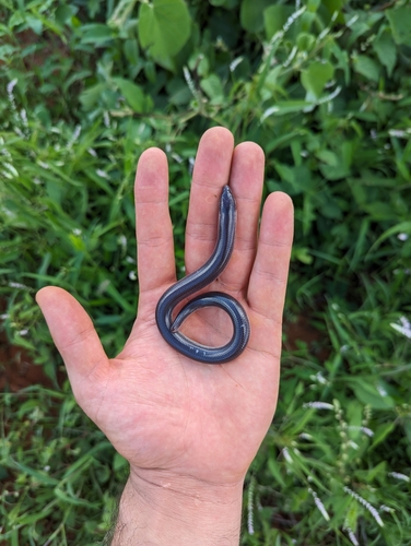 Percival's Lance Skink, Acontias percivali