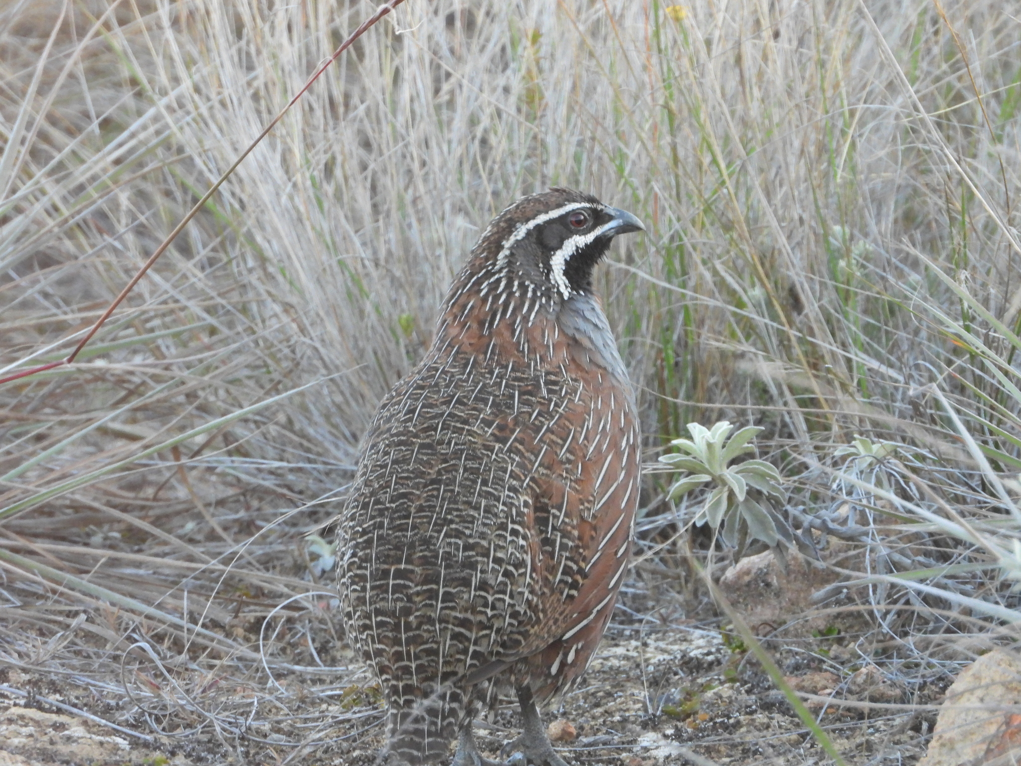 Madagascar Partridge (Margaroperdix madagarensis), photo 3
