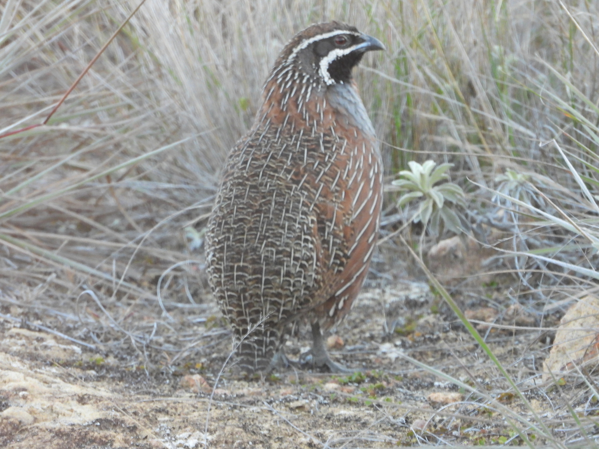Madagascar Partridge (Margaroperdix madagarensis), photo 4