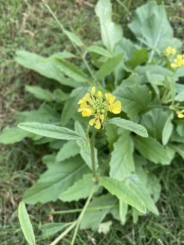 annual bastard cabbage from S SH 161 Frontage Rd, Grand Prairie, TX, US