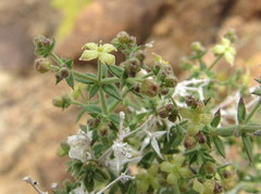 Galium stellatum eremicum