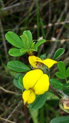 Crotalaria tanety