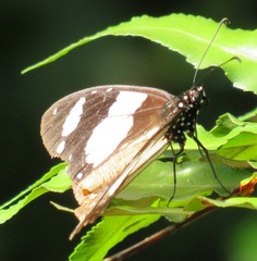 Amauris ochlea ochlea