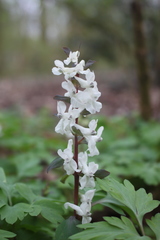 Corydalis cava