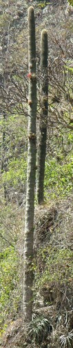Cephalocereus polylophus, photograph 2