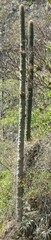 Cephalocereus polylophus, photograph (c) jeanjacquesgodon, some rights reserved (CC BY)