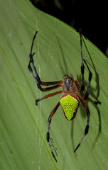 Eriophora nephiloides