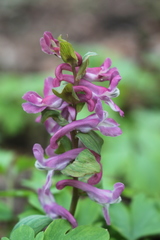 Corydalis cava