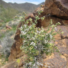 Galium stellatum eremicum