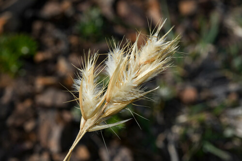 Danthonia cirrata