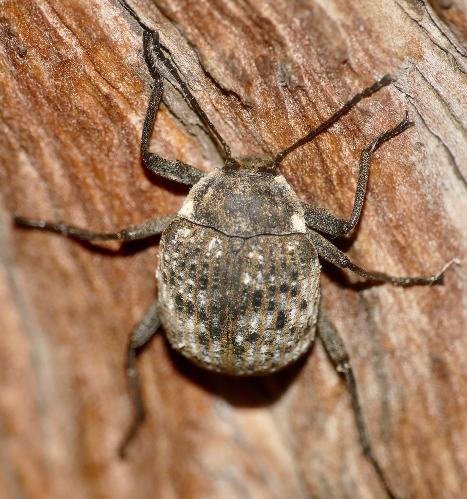 Asthenochirus plicatulus