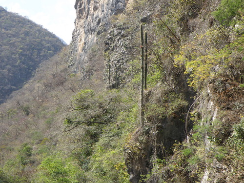 Cephalocereus polylophus, photograph 3
