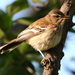 Southern White-browed Scrub Robin - Photo (c) Carmelo López Abad, some rights reserved (CC BY-NC), uploaded by Carmelo López Abad