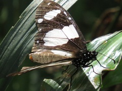 Amauris ochlea ochlea