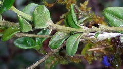 Saldinia myrtilloides