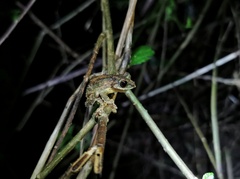 Yang's Frill-Limbed Treefrog photo 1